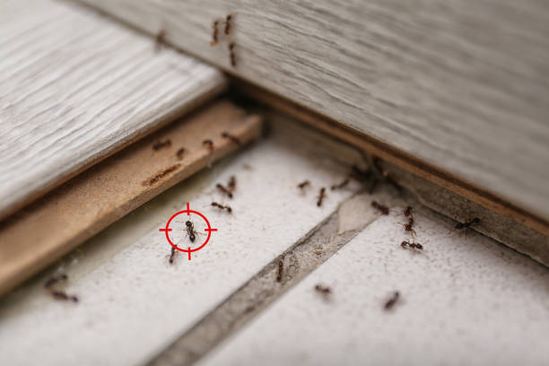 Professional Pest Control in Amador Pines, CA