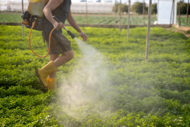 Best Best Pest Control Companies  in Amador Pines, CA