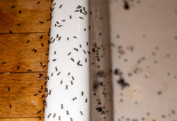 Best Termite Control Services  in Amador Pines, CA