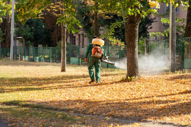 Best Rat Extermination Near Me  in Amador Pines, CA