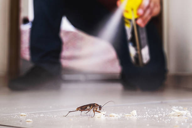 Best Cockroach Control Services  in Amador Pines, CA