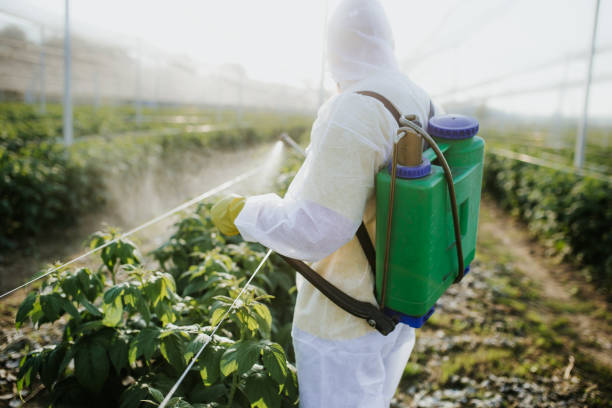 Best Pest Control Near Me  in Amador Pines, CA